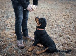 Chien catégorisé