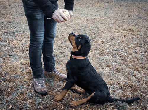 Chien catégorisé