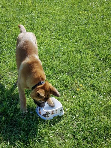 Berger belge malinois