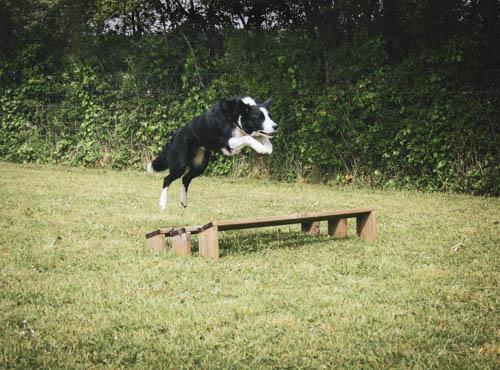 Border collie