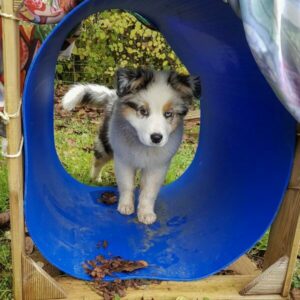 Chiot dans un tunnel