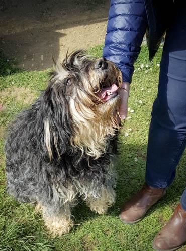 Chien croisé griffon