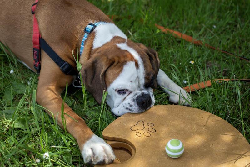 Chiot boxer avec un jeu de stimualtion