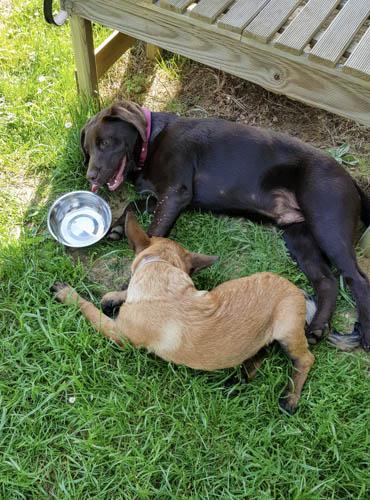 Labrador chocolat et malinois