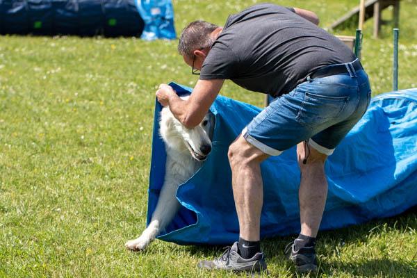 Berger blanc suisse