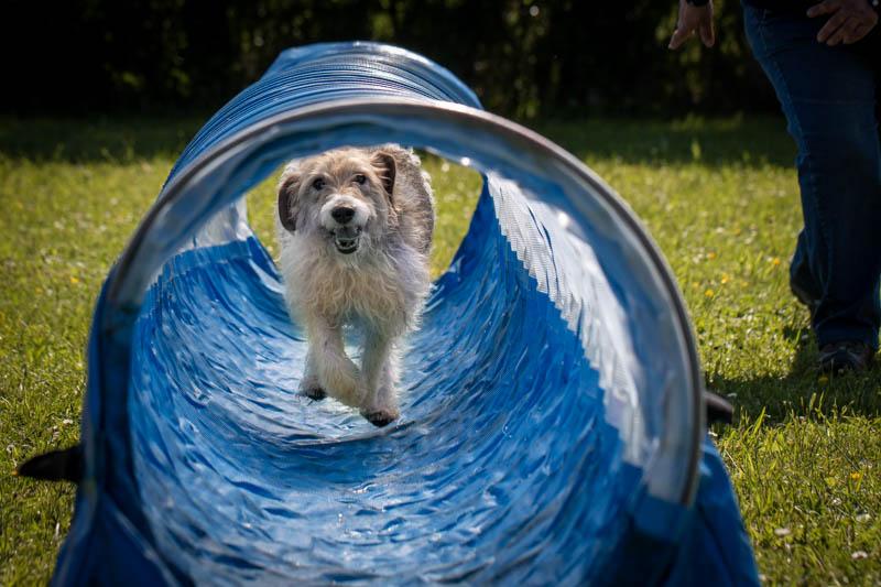 Chien dans un tunnel