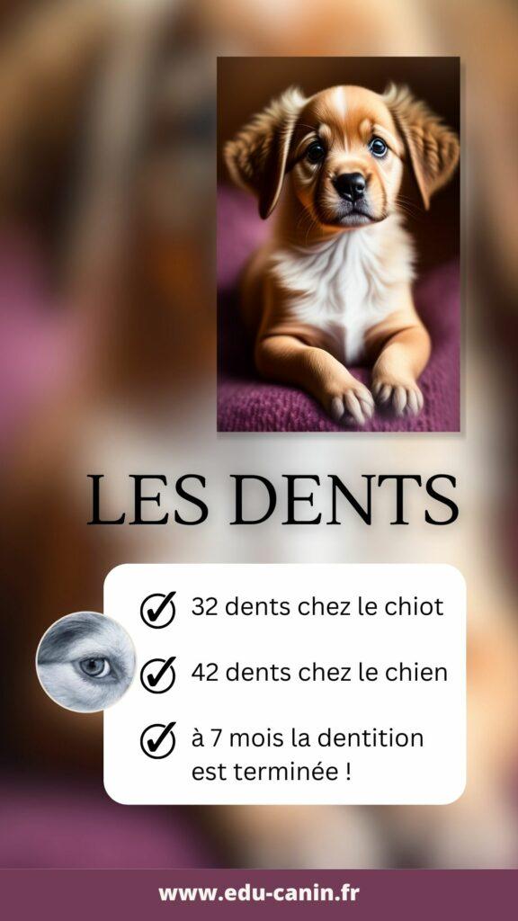 aline_et_les_chiens
