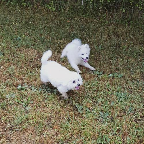 Chiots spitz japonnais et bichon frisé