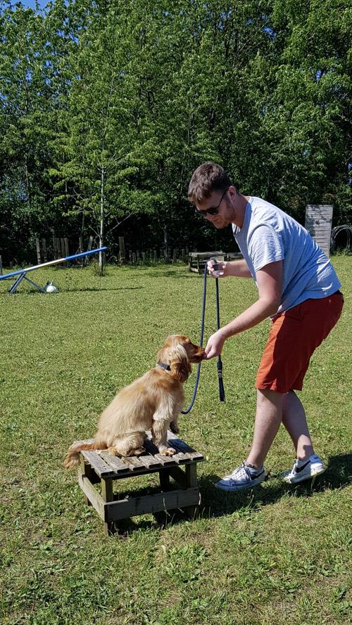 Cocker en éducation canine