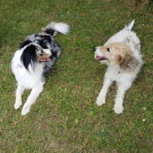 Cohabitation entre chiens