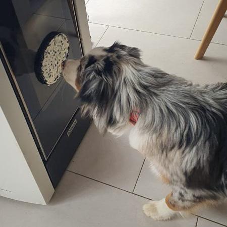 Tapis de léchage pour chien