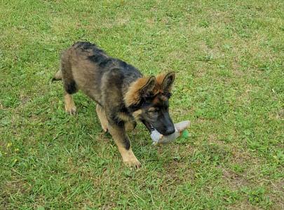 Altdeutsche Schäferhund