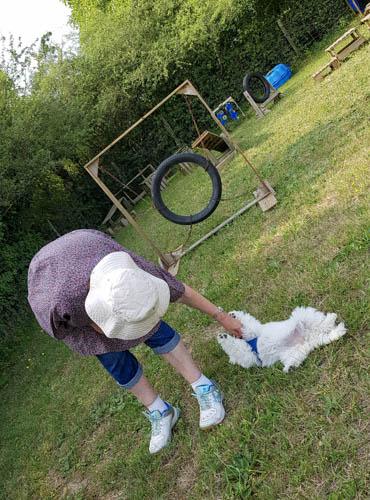 Bichon frisé