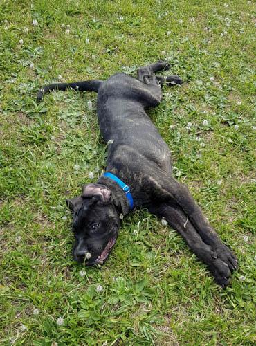 Cane corso