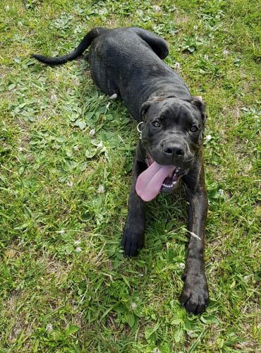 Cane corso