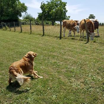 Golden retriever face à des vaches