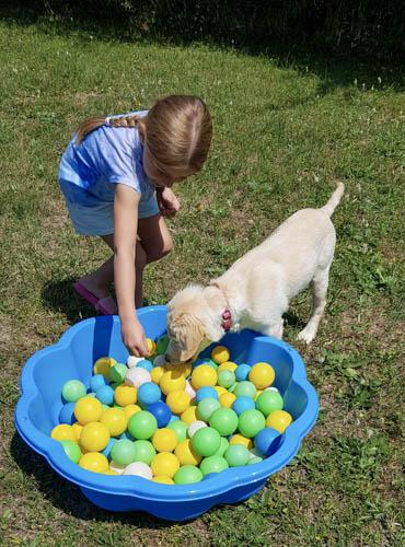 Chiot labrador dans une piscine de balles