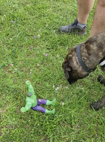 Refus d'appât pour le chien