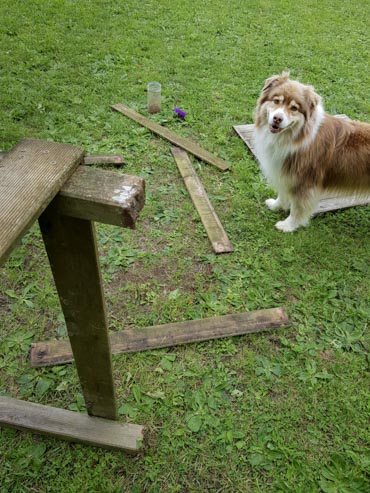 Chien qui surveille des travaux