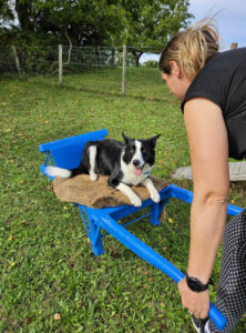 Chien dans une brouette