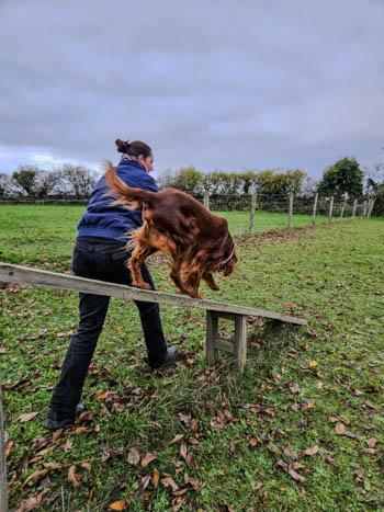 Setter irlandais en agility loisir