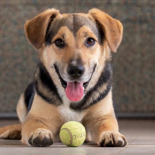 Chien et balle de tennis