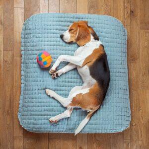 Couchage chien