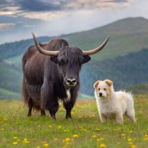 Yack et chien