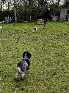 Cocker et beagle
