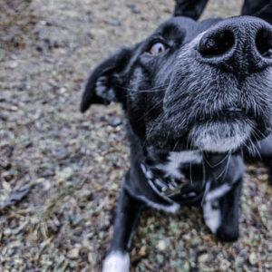 Truffe de chien en gros plan