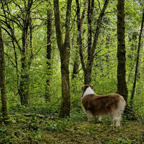 Chien dans les bois Hunting Games