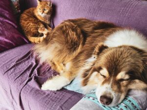 S'aimer comme chien et chat