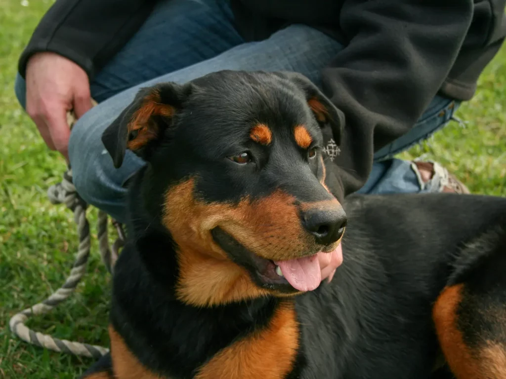 Chien couché au pied de son humain lors d’une séance de comportement.