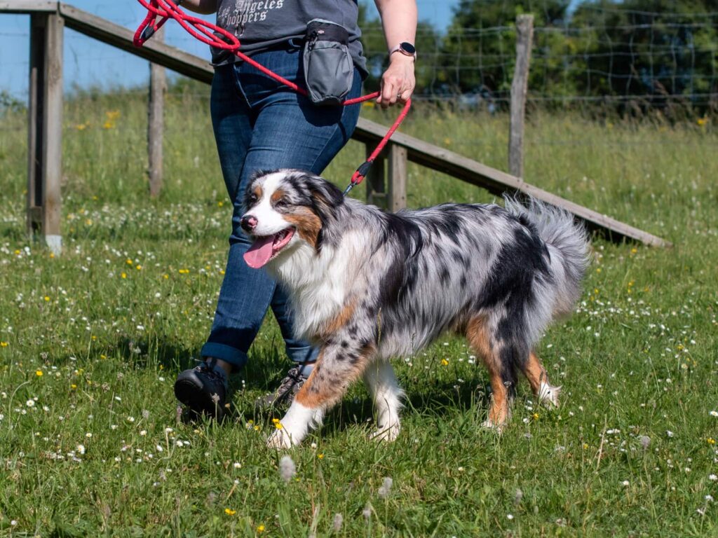 Séance d'éducation canine personnalisée