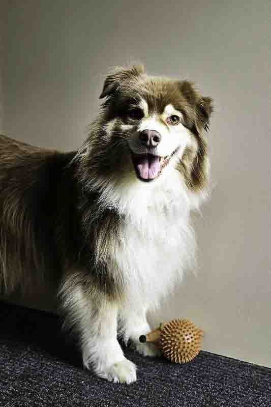 Chienne berger australien avec un jouet